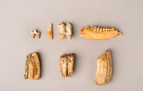 新密李家沟遗址出土的动物化石