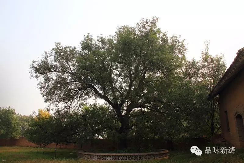 苏阳稷王庙五色槐