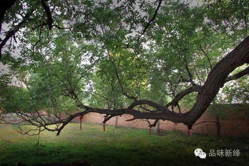 苏阳稷王庙五色槐